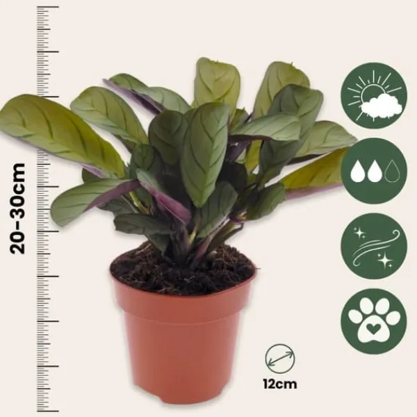 New Fiskbensstenante - Ctenanthe 'Amagris' - Höjd 20-30cm - ⌀12cm Krukväxter Inomhus