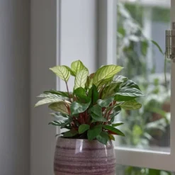 New Fiskbensstenante - Ctenanthe 'Amagris' - Höjd 20-30cm - ⌀12cm Krukväxter Inomhus
