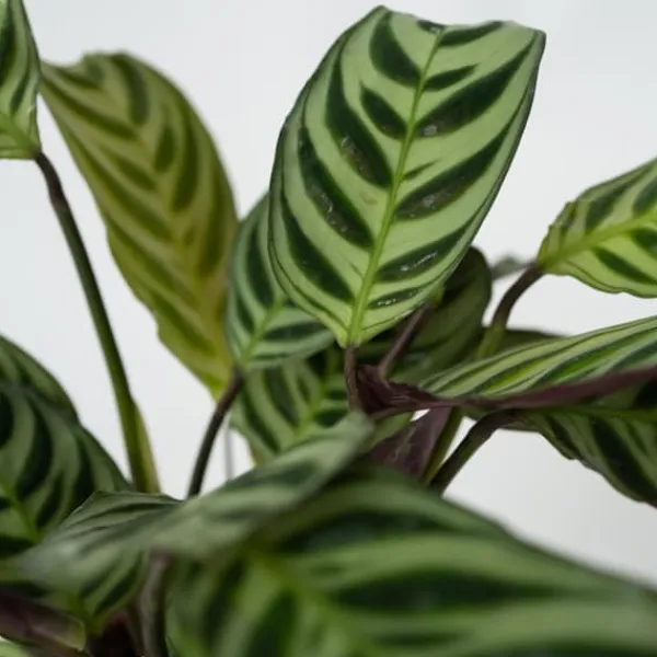 New Fiskbensstenante - Ctenanthe 'Amagris' - Höjd 20-30cm - ⌀12cm Krukväxter Inomhus