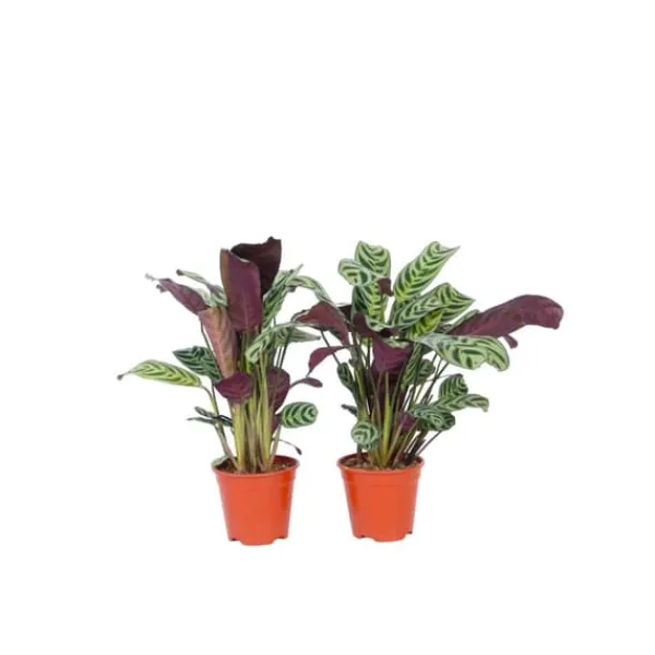 Fiskbensstenante - Set om 2 - Ctenanthe 'burle-marxii' - Höjd 25-40cm - ⌀12cm
