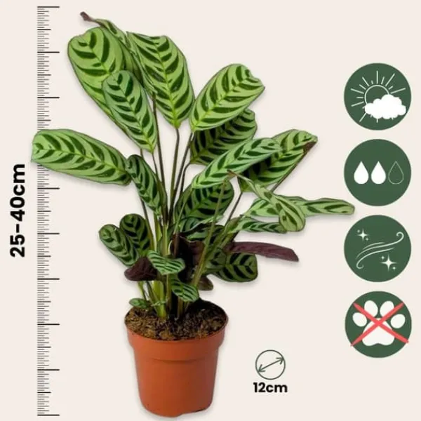 Fiskbensstenante - Set om 2 - Ctenanthe 'burle-marxii' - Höjd 25-40cm - ⌀12cm