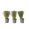 Fjädergräs - Set om 3 - Stipa tenuifolia 'Pony Tails' - Höjd 20-30cm - ⌀9cm Trädgårdsväxter