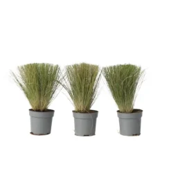 Fjädergräs - Set om 3 - Stipa tenuifolia 'Pony Tails' - Höjd 20-30cm - ⌀9cm Trädgårdsväxter