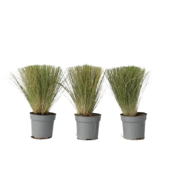 Fjädergräs - Set om 3 - Stipa tenuifolia 'Pony Tails' - Höjd 20-30cm - ⌀9cm Trädgårdsväxter