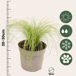 Online Fjädergräs - Set om 18 - Stipa tenuifolia 'Pony Tails' - Höjd 20-30cm - ⌀9cm Trädgårdsväxter