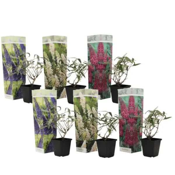 Best Fjärilsbuske - Set om 6 - Buddleja davidii - Höjd 25-40cm - ⌀9cm Buskar