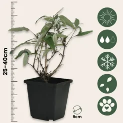 Best Fjärilsbuske - Set om 6 - Buddleja davidii - Höjd 25-40cm - ⌀9cm Buskar