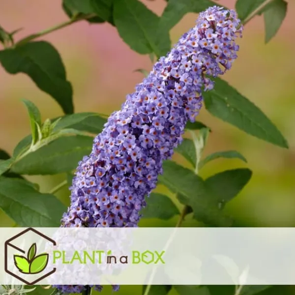 Fjärilsbuske - Set om 3 - Buddleja davidii 'Nanho Blue' - Höjd 25-40cm - ⌀9cm