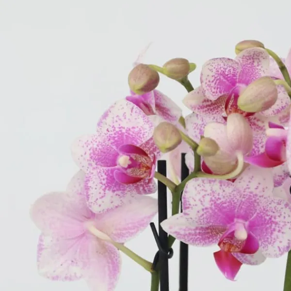 Fjärilsorkidé - Phalaenopsis Multiflora med korg - Höjd 35-45cm - ⌀12cm