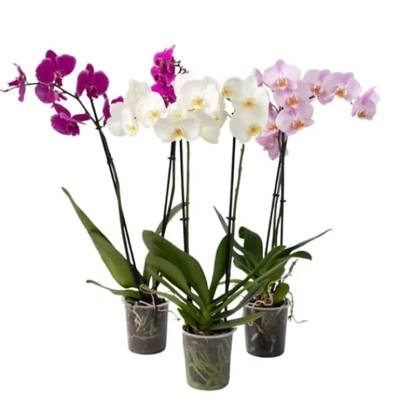 New Fjärilsorkidé - Set med 3 - Phalaenopsis - Höjd 50-60cm - ⌀12cm Krukväxter Inomhus