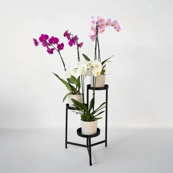 New Fjärilsorkidé - Set med 3 - Phalaenopsis - Höjd 50-60cm - ⌀12cm Krukväxter Inomhus