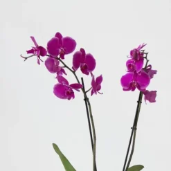 New Fjärilsorkidé - Set med 3 - Phalaenopsis - Höjd 50-60cm - ⌀12cm Krukväxter Inomhus
