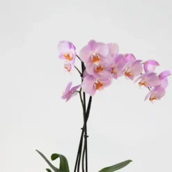 New Fjärilsorkidé - Set med 3 - Phalaenopsis - Höjd 50-60cm - ⌀12cm Krukväxter Inomhus