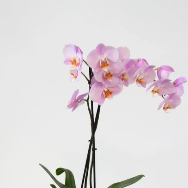 New Fjärilsorkidé - Set med 3 - Phalaenopsis - Höjd 50-60cm - ⌀12cm Krukväxter Inomhus