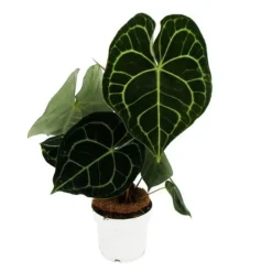 Clearance Flamingo-lilja - Anthurium clarinervium - älsklingblomma - kruka 14cm Krukväxter Inomhus