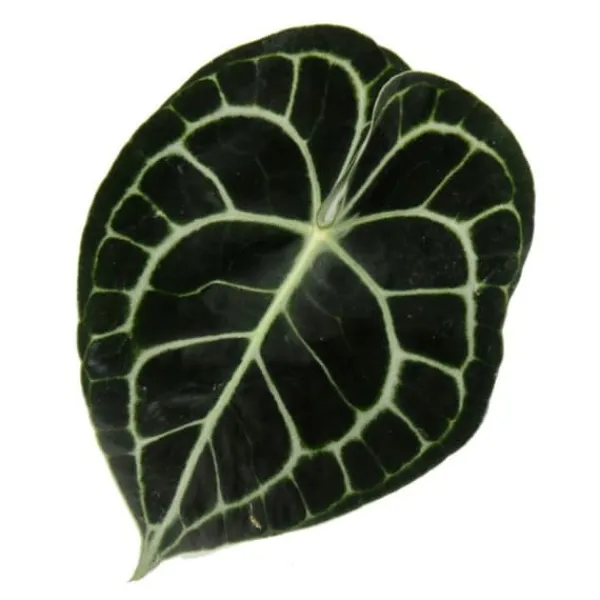 Clearance Flamingo-lilja - Anthurium clarinervium - älsklingblomma - kruka 14cm Krukväxter Inomhus