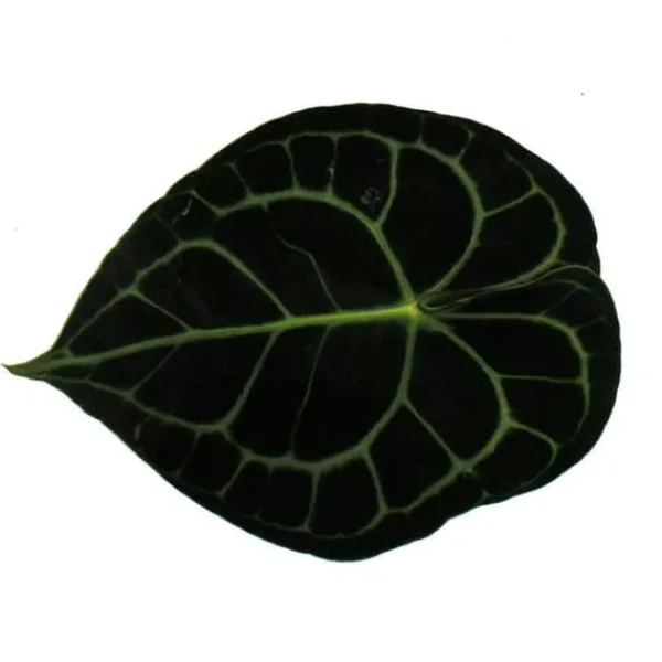 Clearance Flamingo-lilja - Anthurium clarinervium - älsklingblomma - kruka 14cm Krukväxter Inomhus