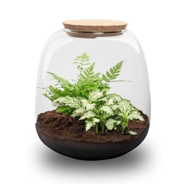 Best Flaska trädgård "Petite Emma" - DIY terrarium för växter - höjd 20cm - med Fittonia White Tiger Kit För Växt- & Örtplantering