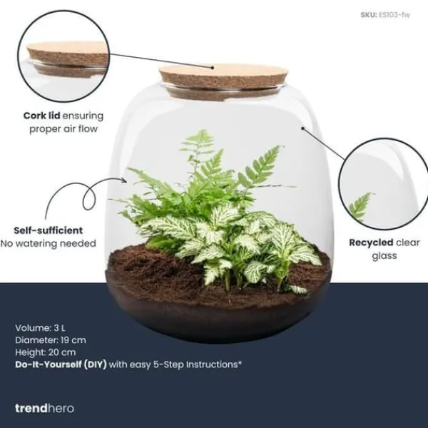 Best Flaska trädgård "Petite Emma" - DIY terrarium för växter - höjd 20cm - med Fittonia White Tiger Kit För Växt- & Örtplantering