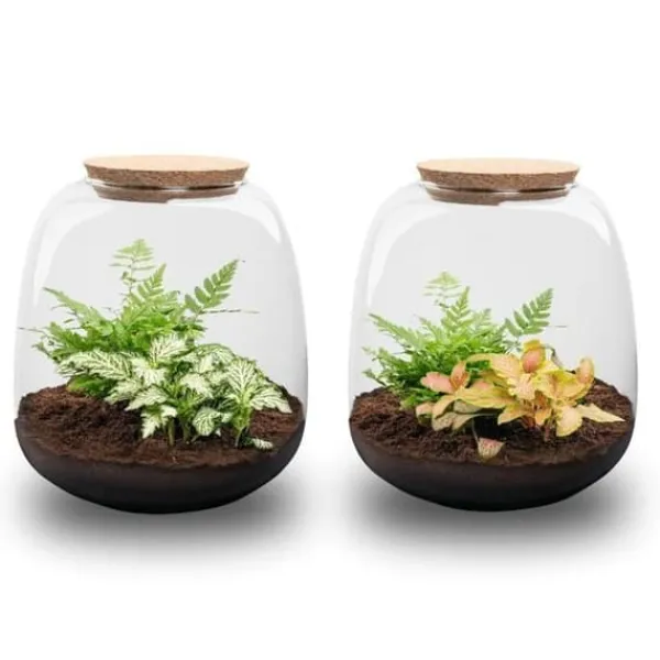 Best Flaska trädgård "Petite Emma" - DIY terrarium för växter - höjd 20cm - med Fittonia White Tiger Kit För Växt- & Örtplantering