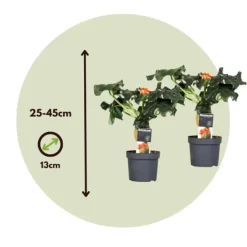 Flaskjatrofa - Set om 2 - Jatropha podagrica - Höjd 25-45cm - ⌀13cm