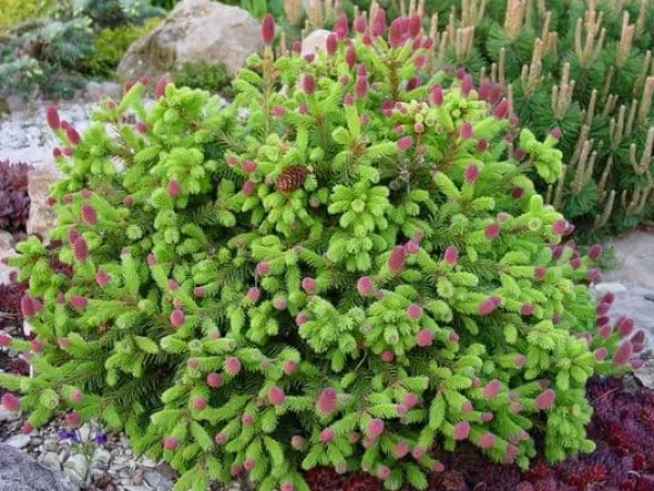 Hot Flerkomponent fjädergödsel för tuja och barrträd Emerald Complex 4kg Gödningsmedel