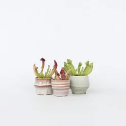 Flugtrumpet - Set om 3 - Sarracenia purpurea - Höjd 10cm - ⌀5,5cm
