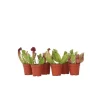 Flugtrumpet - Set om 6 - Sarracenia purpurea - Höjd 15-20cm - ⌀5,5cm