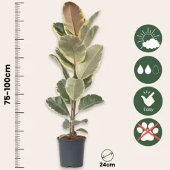 Fönsterfikus - Ficus Elastica 'Tineke' - Höjd 75-100cm - ⌀24cm