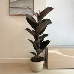Fönsterfikus - Ficus Elastica 'Abidjan' - Höjd 75-100cm - ⌀24cm