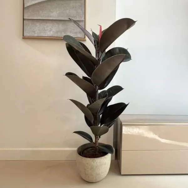Fönsterfikus - Ficus Elastica 'Abidjan' - Höjd 75-100cm - ⌀24cm