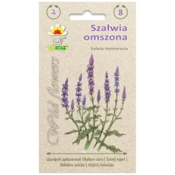 Frö till stäppsalvia – Långblommande perenn med lila blomspiror