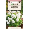 Frö till zonalpelargon vit – Praktfull blomning för krukor och rabatter