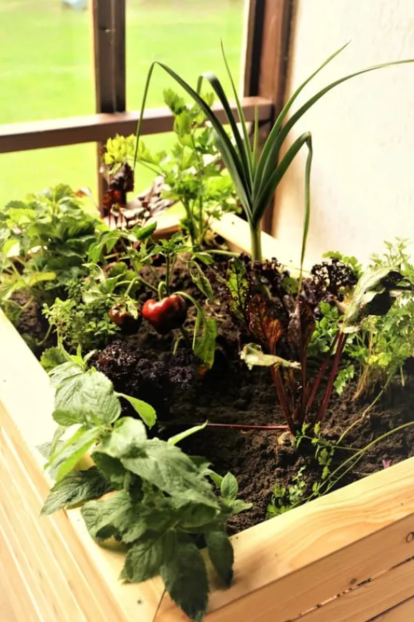 FÄRDIG BIOJORD FÖR GRÖNSAKER OCH TOMATER BIOVITA 20L