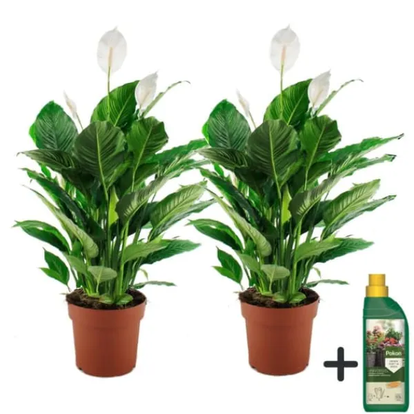 Online Fredskalla + Pokon - Set om 2 - Spathiphyllum 'Lima' - Höjd 60-75cm - ⌀17cm Krukväxter Inomhus