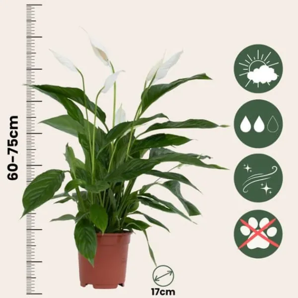 Online Fredskalla + Pokon - Set om 2 - Spathiphyllum 'Lima' - Höjd 60-75cm - ⌀17cm Krukväxter Inomhus