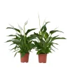 Fredskalla - Set om 2 - Spathiphyllum 'Lima' - Höjd 60-75cm - ⌀17cm