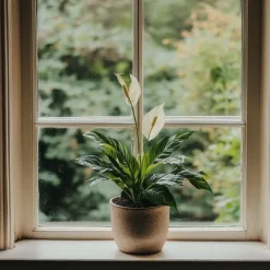 Fredskalla - Set om 2 - Spathiphyllum 'Lima' - Höjd 60-75cm - ⌀17cm