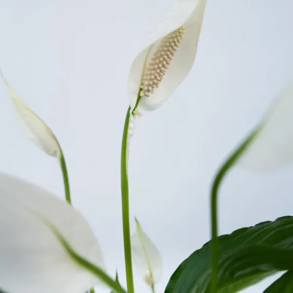 Fredskalla - Set om 2 - Spathiphyllum 'Lima' - Höjd 60-75cm - ⌀17cm