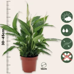 Fredskalla - Set om 3 - Spathiphyllum 'Torelli' - Höjd 30-45cm - ⌀12cm Krukväxter Inomhus