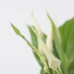 Fredskalla - Set om 3 - Spathiphyllum 'Torelli' - Höjd 30-45cm - ⌀12cm Krukväxter Inomhus