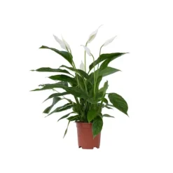 Fredskalla - Spathiphyllum 'Lima' - Höjd 60-75cm - ⌀17cm