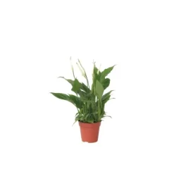 New Fredskalla - Spathiphyllum 'Torelli' - Höjd 30-45cm - ⌀12cm Krukväxter Inomhus