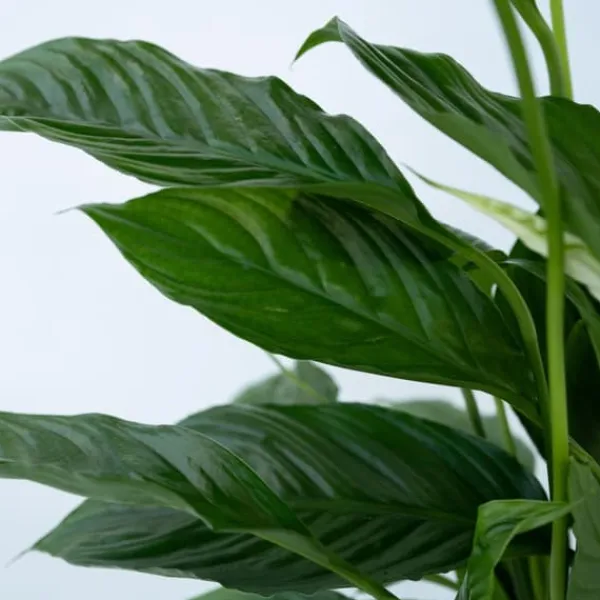 New Fredskalla - Spathiphyllum 'Torelli' - Höjd 30-45cm - ⌀12cm Krukväxter Inomhus