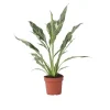 Discount Fredskalla - Spathiphyllum 'Diamond' - Höjd 40-50cm - ⌀12cm Krukväxter Inomhus