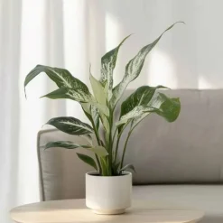 Discount Fredskalla - Spathiphyllum 'Diamond' - Höjd 40-50cm - ⌀12cm Krukväxter Inomhus