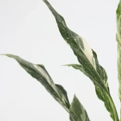 Discount Fredskalla - Spathiphyllum 'Diamond' - Höjd 40-50cm - ⌀12cm Krukväxter Inomhus