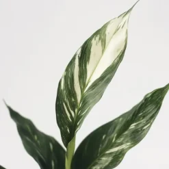 Discount Fredskalla - Spathiphyllum 'Diamond' - Höjd 40-50cm - ⌀12cm Krukväxter Inomhus