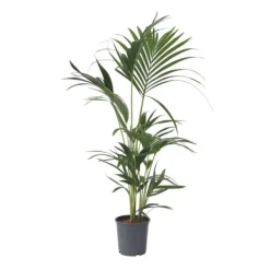 Outlet Förmakspalm - Howea forsteriana - Höjd 90-100cm - ⌀18cm Krukväxter Inomhus