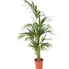 Best Förmakspalm - Howea forsteriana - Höjd 130-140cm - ⌀21cm Krukväxter Inomhus